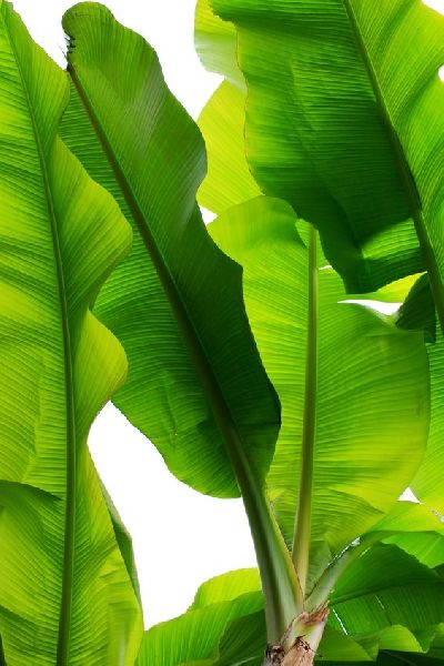 Premium Fresh Banana Leaves for Cooking - 2.2 LBS - Leaf Sail